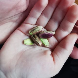 🌋 Pod sopkou Etna roste něco, co jinde na světě nenajdeš. Pistácie z Bronte – malé zelené drahokamy, které mají chuť,...